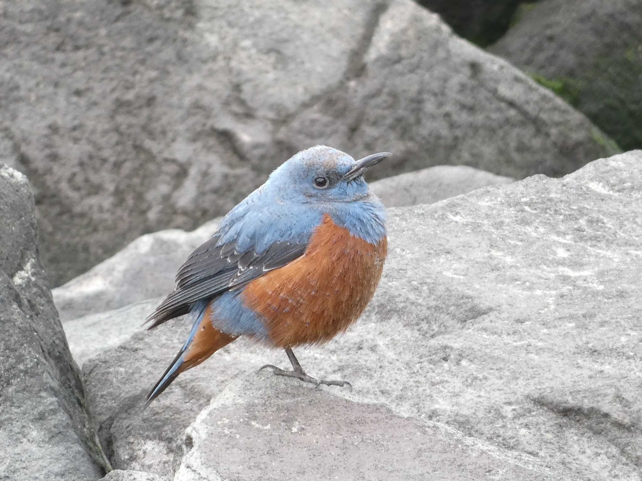 富岡並木ふなだまり公園 イソヒヨドリの写真 by でみちん