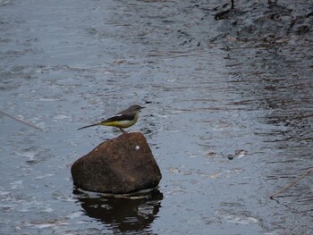 2022年2月19日(土) 三重県四日市市の野鳥観察記録