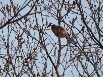 2022年2月19日(土) 真駒内公園の野鳥観察記録