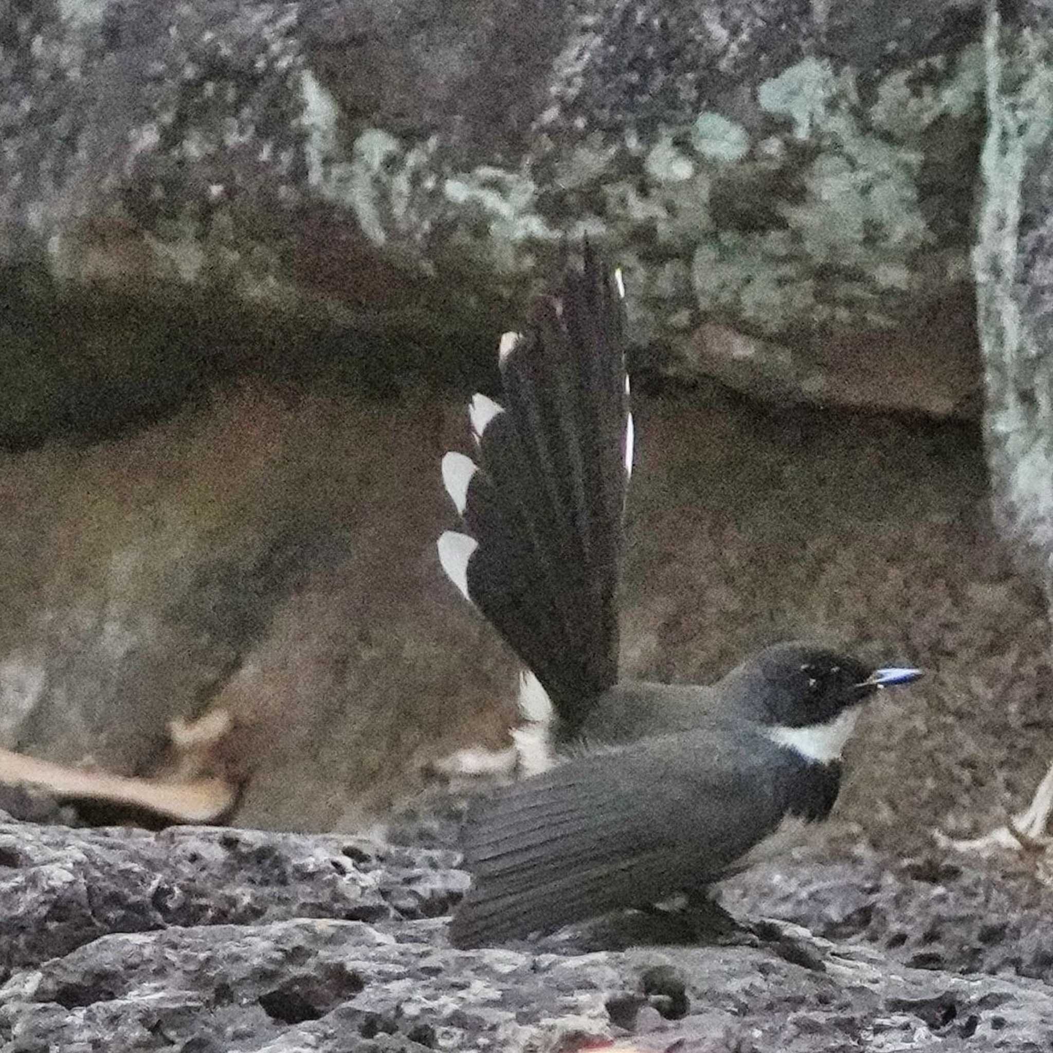 Phu Chong Na Yoi National Park ムナオビオウギビタキの写真 by span265