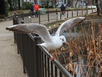 ユリカモメ 上野恩賜公園 2022年2月19日(土)