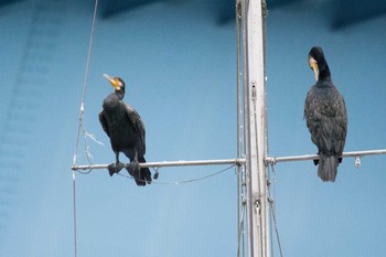 2017年8月26日(土) 平潟湾の野鳥観察記録