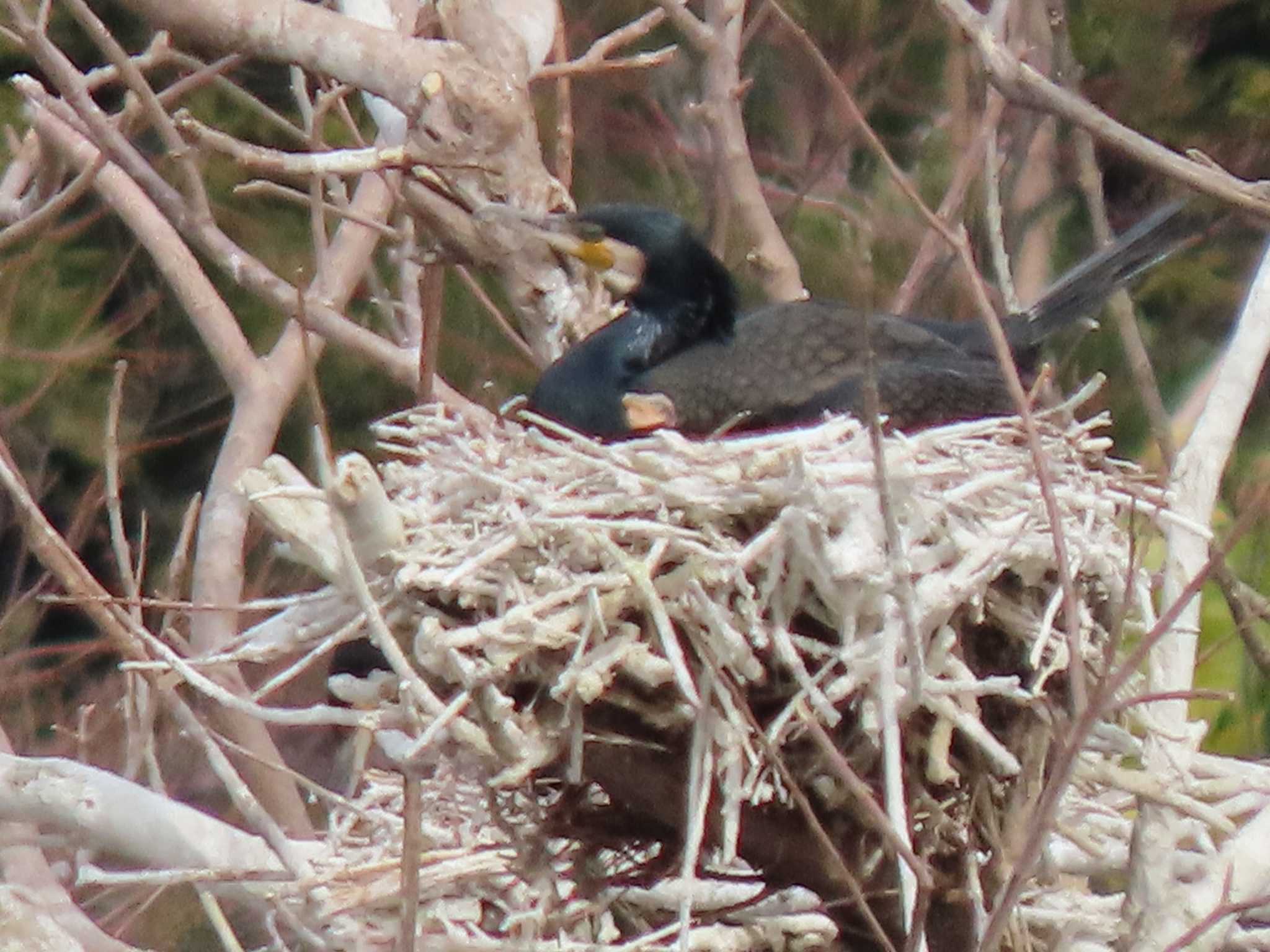 上野恩賜公園 カワウの写真 by のぐち