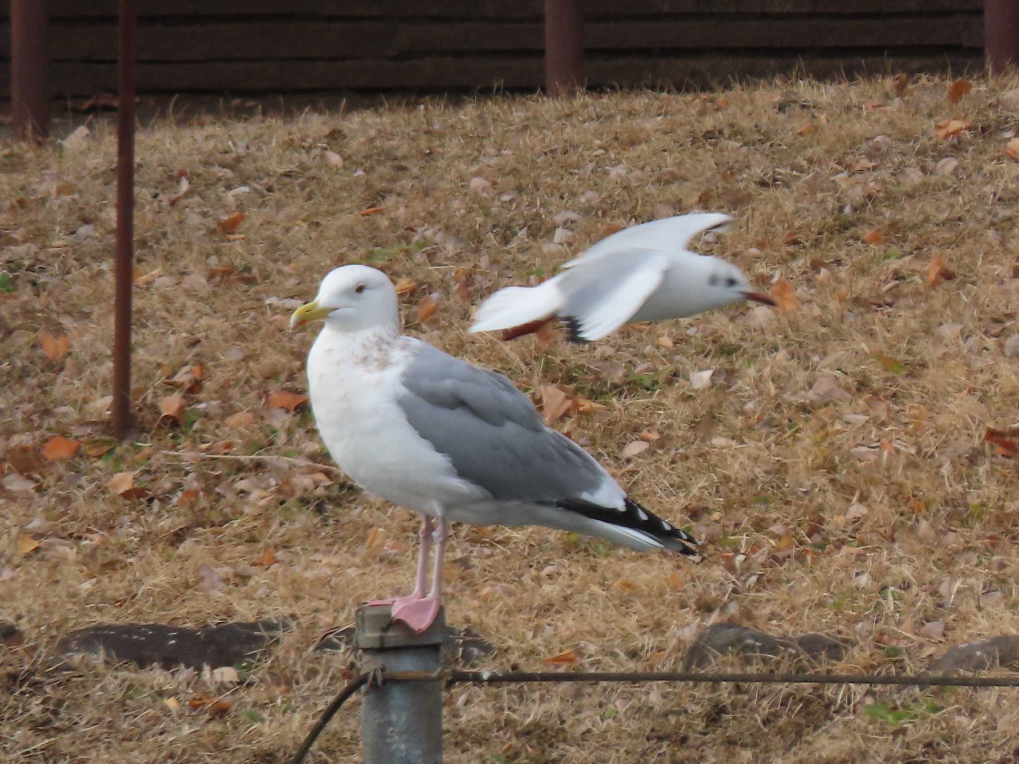 上野恩賜公園 セグロカモメの写真 by のぐち