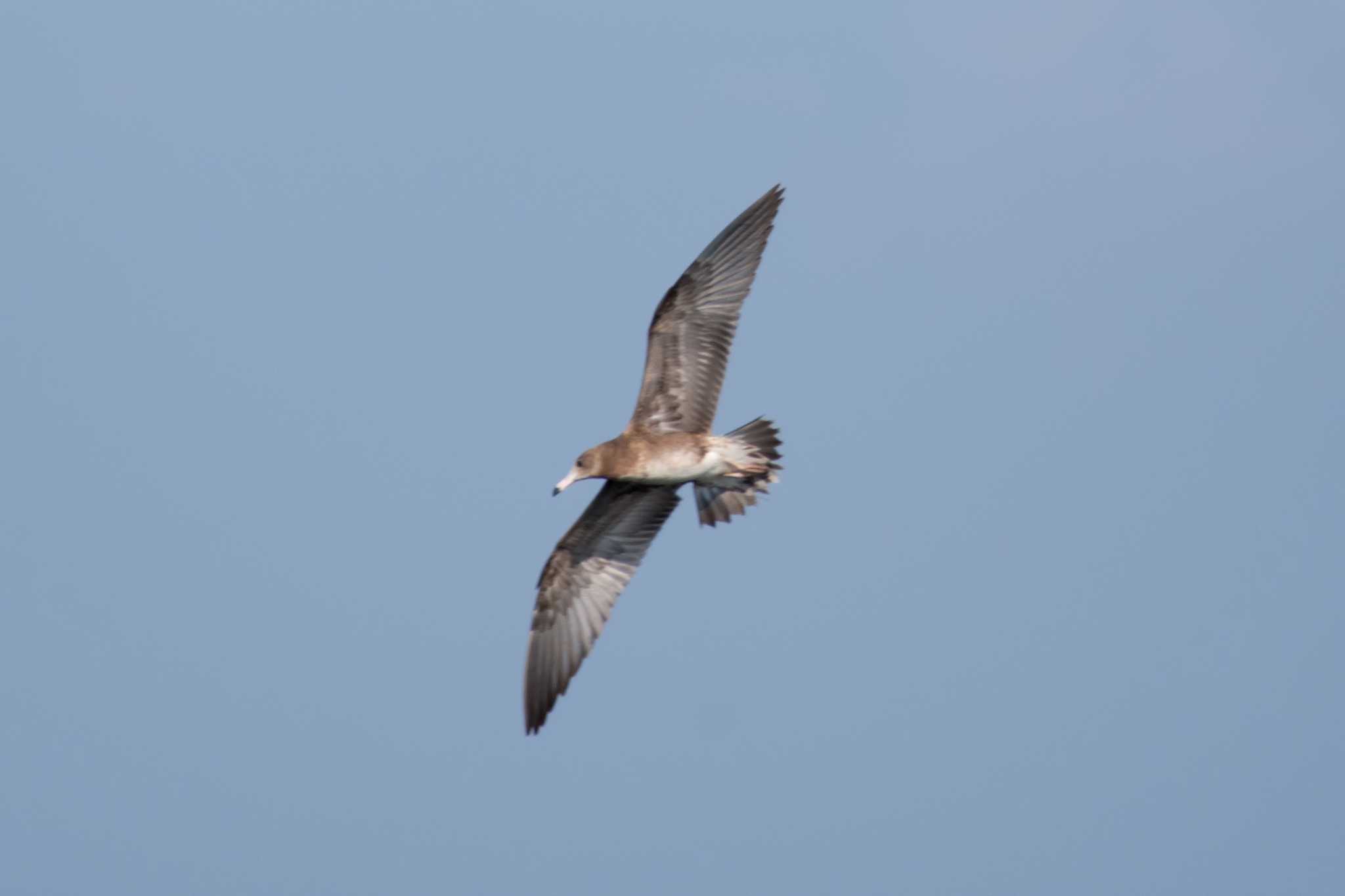 Black-tailed Gull