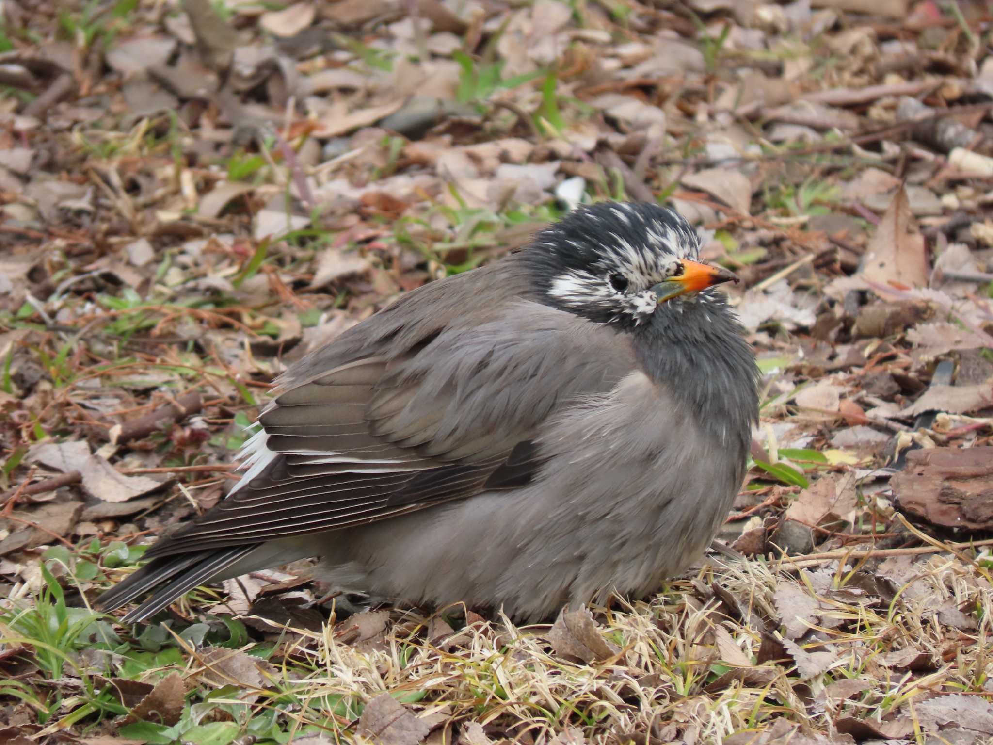 上野恩賜公園 ムクドリの写真 by のぐち