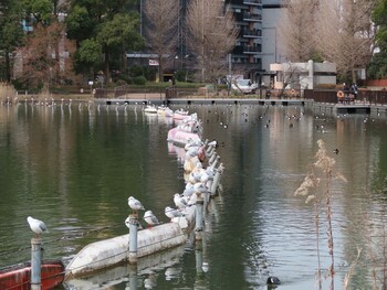 ユリカモメ 上野恩賜公園 2022年2月19日(土)