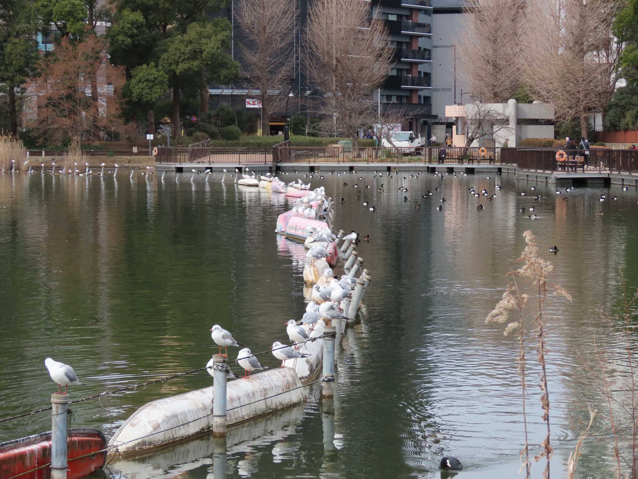 上野恩賜公園 ユリカモメの写真 by のぐち