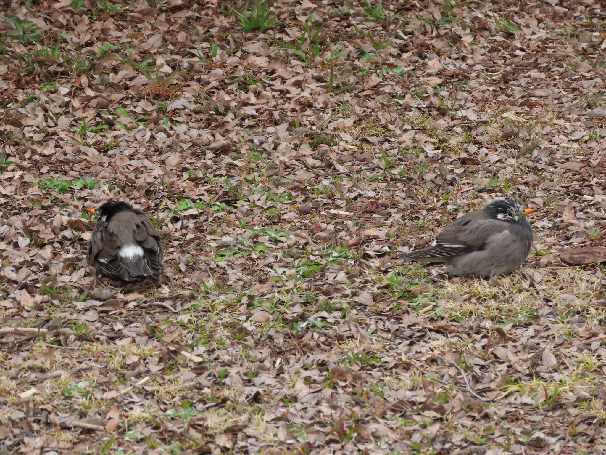 上野恩賜公園 ムクドリの写真 by のぐち