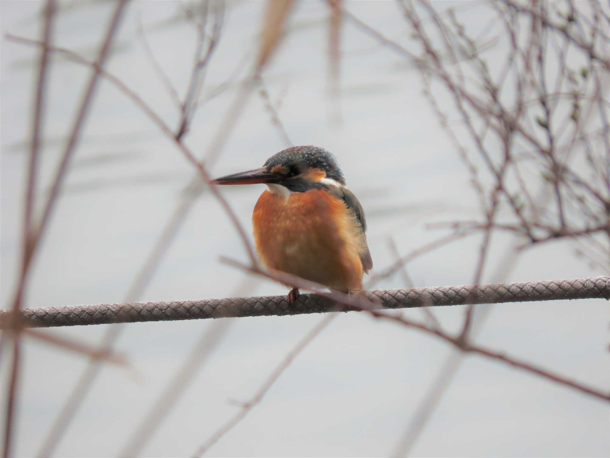 カワセミ