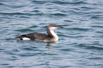 2017年9月9日(土) 長井漁港の野鳥観察記録