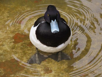 2022年2月19日(土) 上野恩賜公園の野鳥観察記録