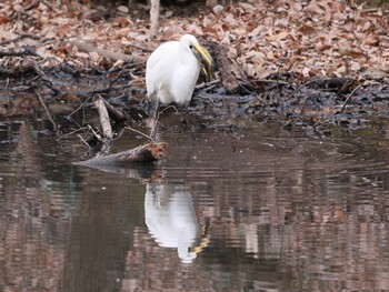 Great Egret 三毳山公園 Sat, 2/19/2022