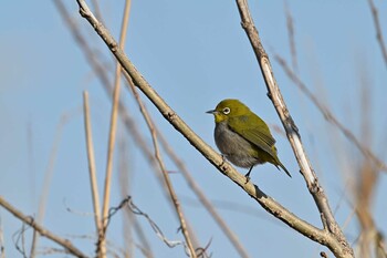 Warbling White-eye 越辺川(埼玉県川島町) Fri, 2/11/2022