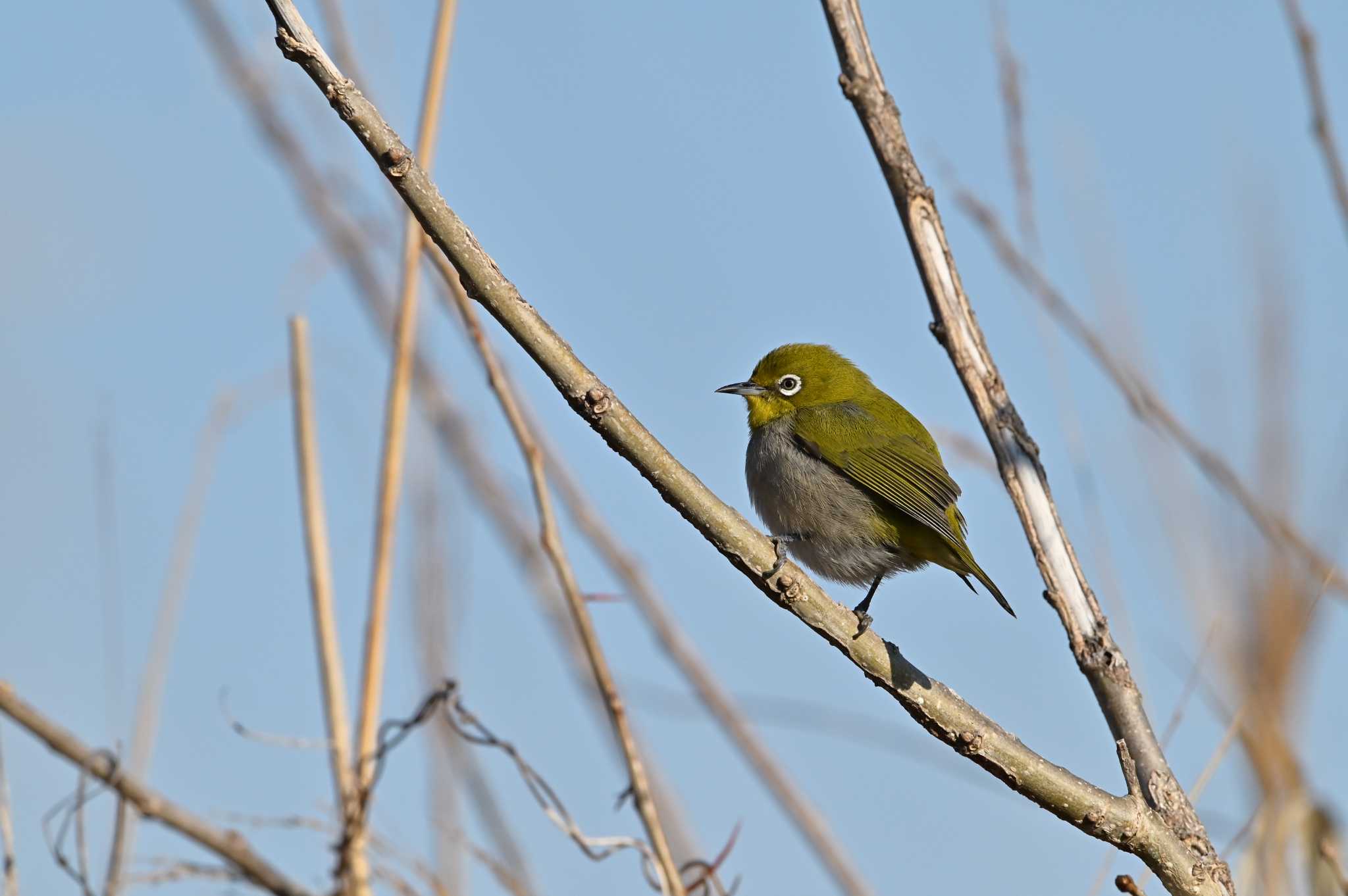 Photo of Warbling White-eye at 越辺川(埼玉県川島町) by OP