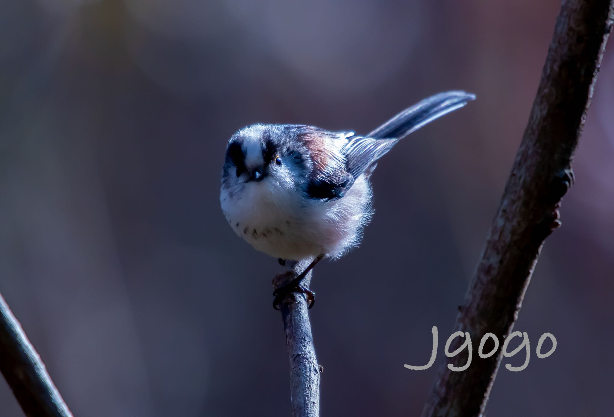 秋ヶ瀬公園 エナガの写真 by Jgogo