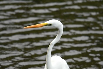 ダイサギ 野川 2017年9月13日(水)