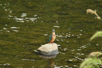 カワセミ 野川 2017年9月13日(水)