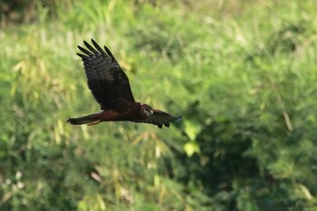 マダラチュウヒ 場所が不明 2021年10月25日(月)