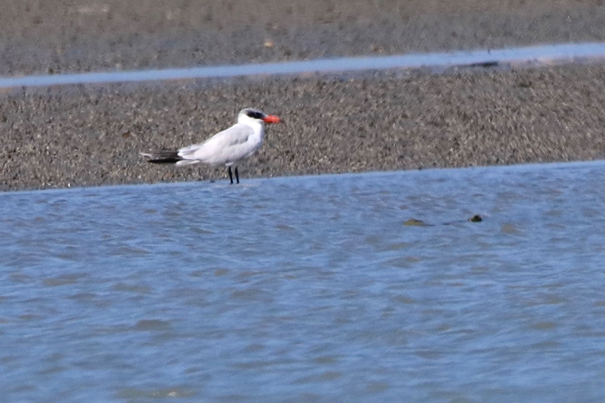 Photo of Caspian Tern at  by まみっち