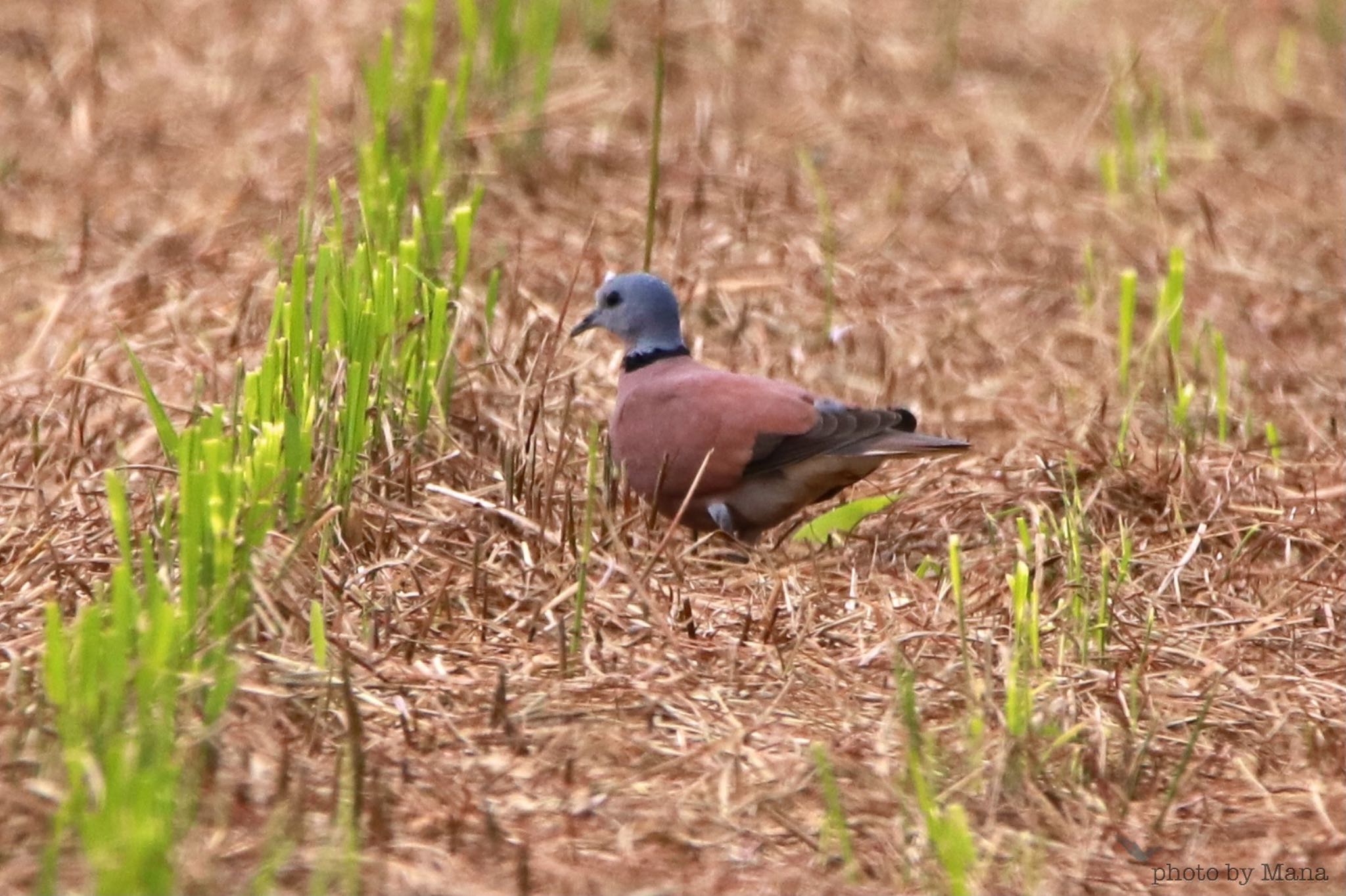 Photo of Red Collared Dove at  by まみっち