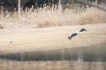 Oriental Stork 昆陽池 Sat, 2/19/2022