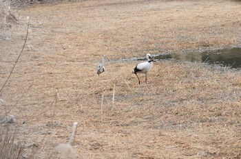 コウノトリ 昆陽池 2022年2月19日(土)