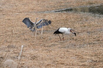 コウノトリ 昆陽池 2022年2月19日(土)