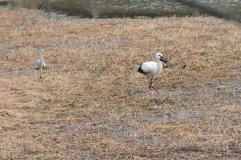 Oriental Stork 昆陽池 Sat, 2/19/2022