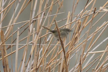 Japanese Bush Warbler 昆陽池 Sat, 2/19/2022