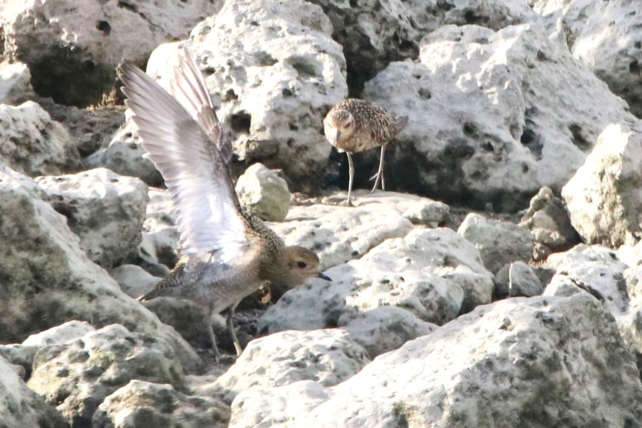 Photo of European Golden Plover at  by まみっち