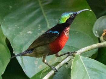 Van Hasselt's Sunbird Bukit Batok Nature Park (Singapore) Sat, 2/19/2022