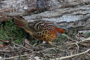 Chinese Bamboo Partridge Maioka Park Sat, 2/12/2022