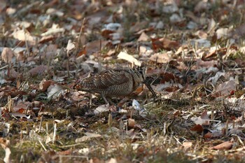 Eurasian Woodcock Maioka Park Sat, 2/12/2022