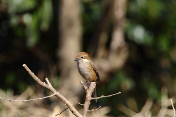 Bull-headed Shrike Maioka Park Sat, 2/12/2022