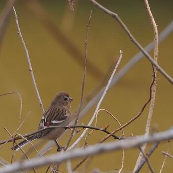 Siberian Long-tailed Rosefinch 埼玉 Sat, 2/19/2022