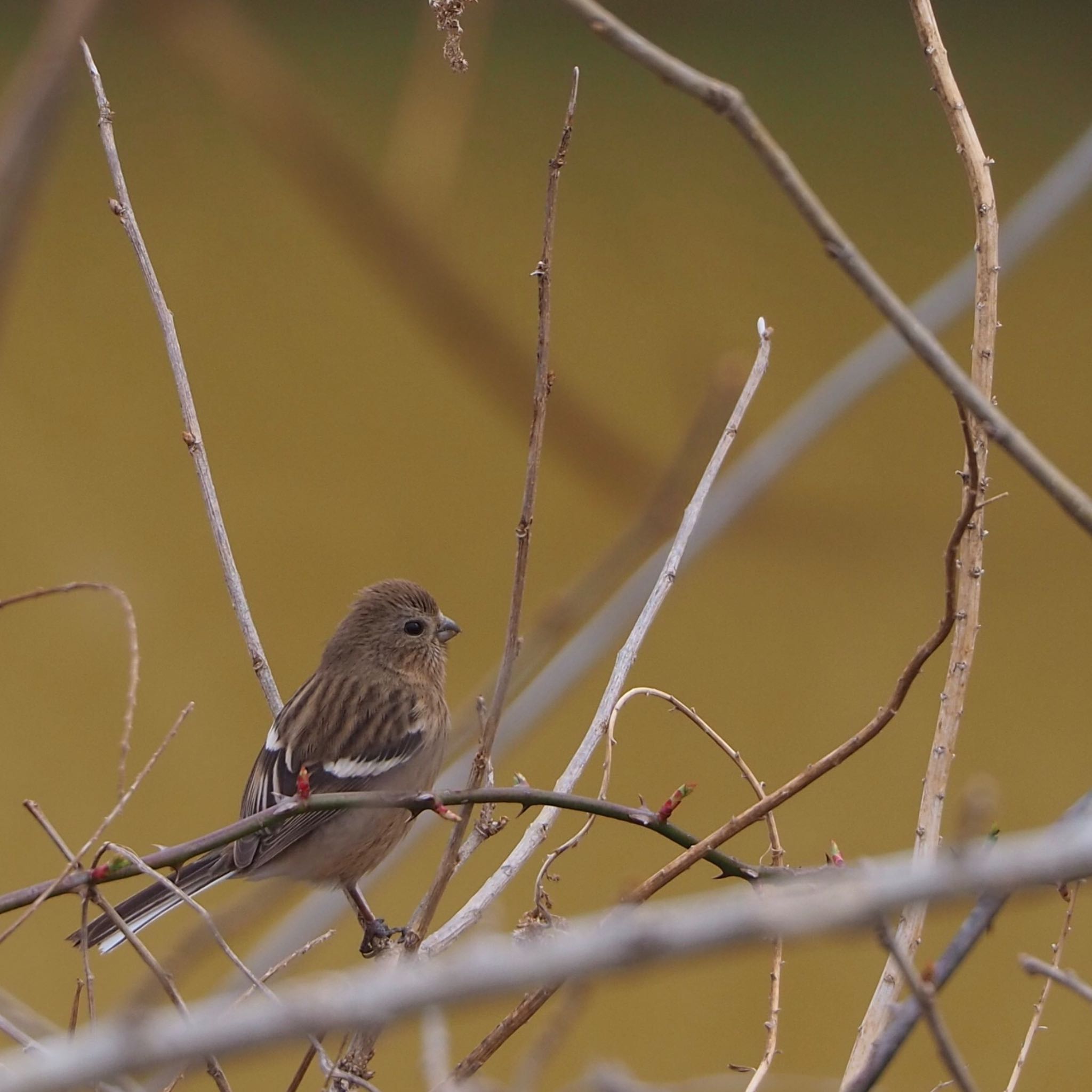 Photo of Siberian Long-tailed Rosefinch at 埼玉 by mk623