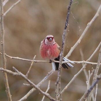 Siberian Long-tailed Rosefinch 埼玉 Sat, 2/19/2022