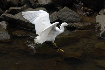 2022年2月19日(土) 帷子川の野鳥観察記録