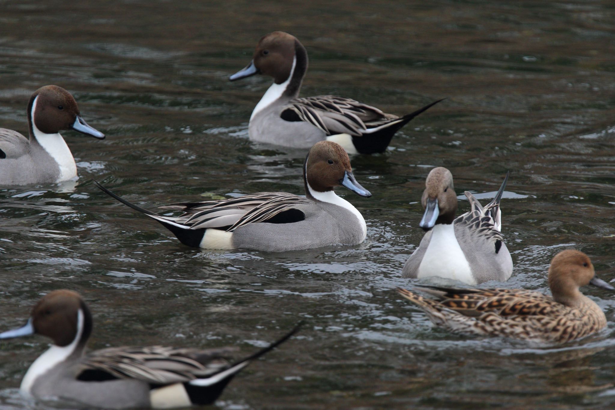 Photo of Northern Pintail at 帷子川 by こぐまごろう