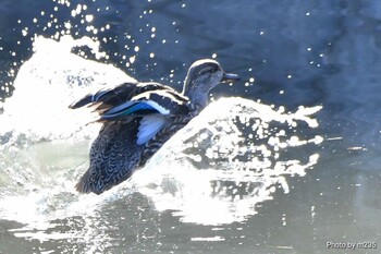 Eurasian Teal 近所の河川 Fri, 2/11/2022