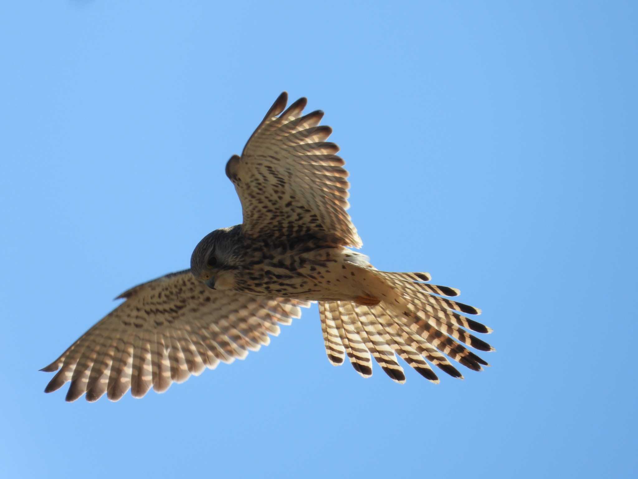 Common Kestrel