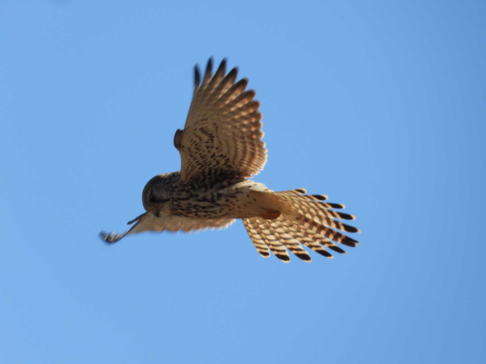 Common Kestrel