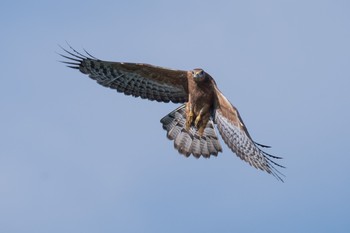 Crested Honey Buzzard 神奈川県 Wed, 9/13/2017