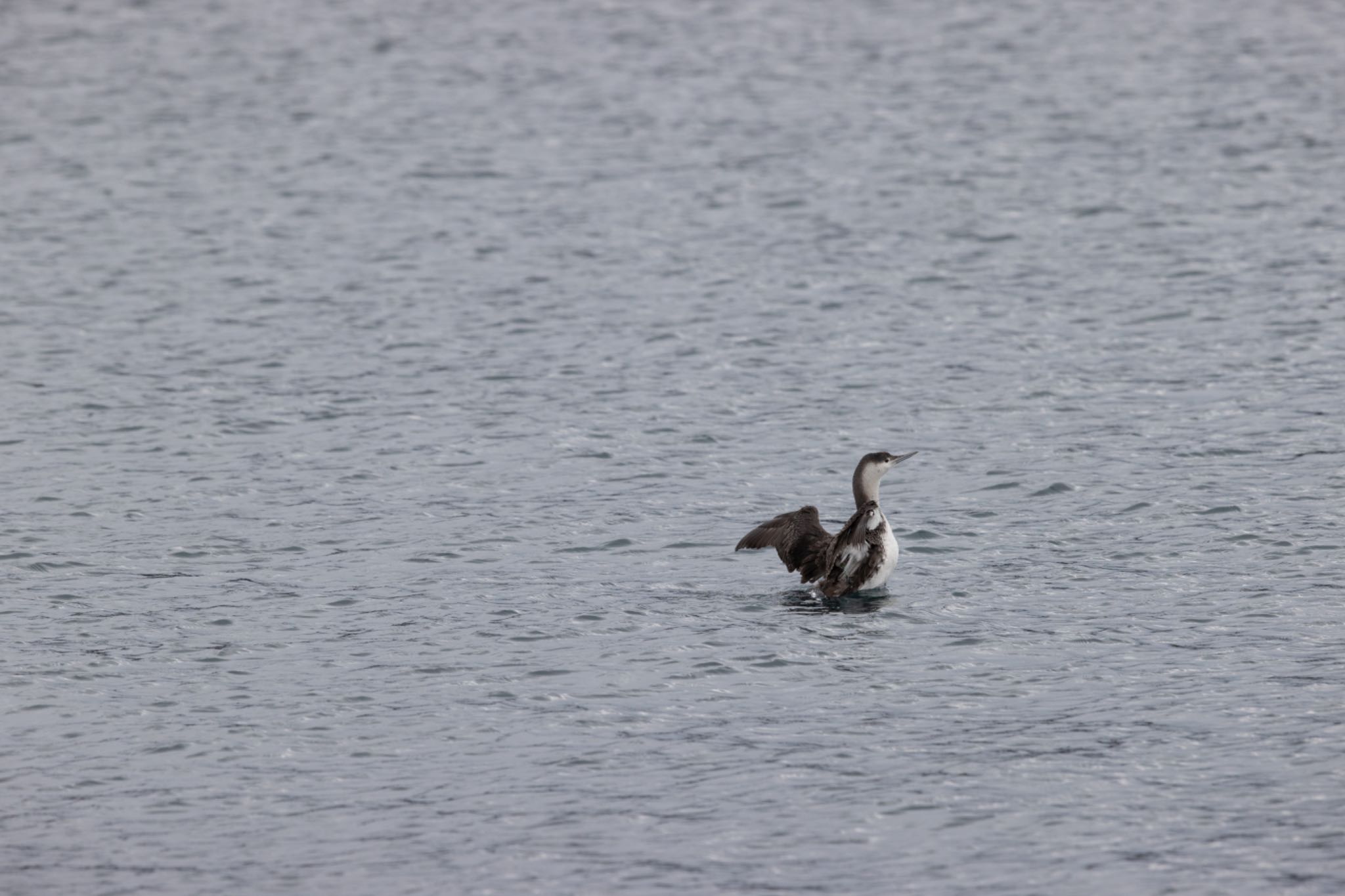 Photo of Red-throated Loon at Terugasaki Beach by アカウント5644