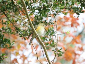 ルリビタキ 和歌山県 2021年12月4日(土)