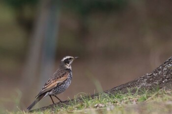 Dusky Thrush 国会前庭 Sat, 2/19/2022