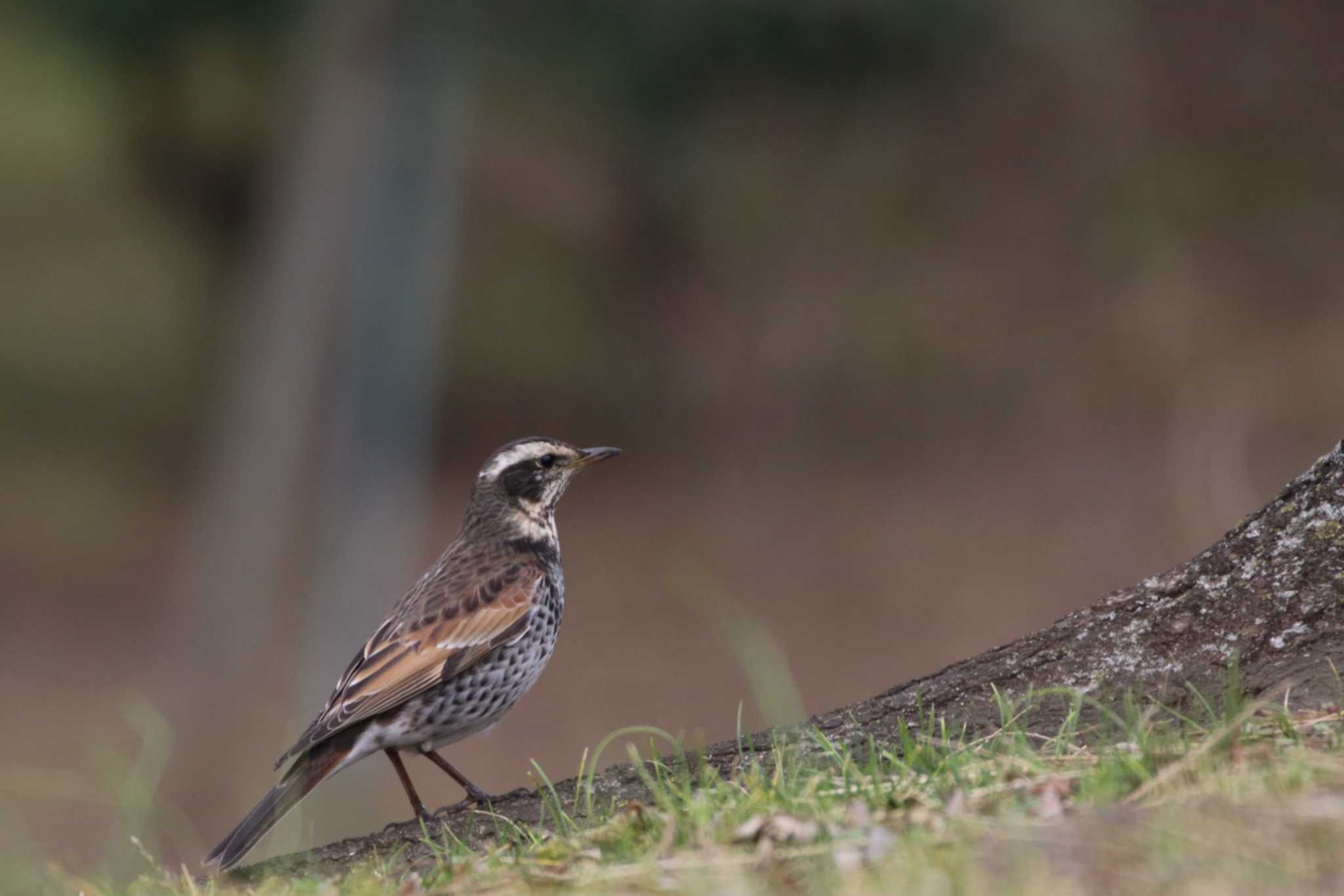 Photo of Dusky Thrush at 国会前庭 by おーえす