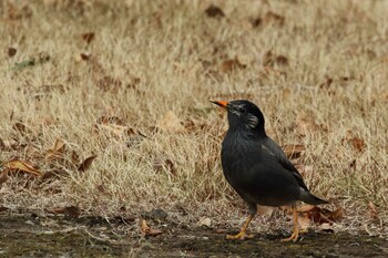 White-cheeked Starling 国会前庭 Sat, 2/19/2022