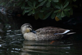 Eastern Spot-billed Duck 国会前庭 Sat, 2/19/2022